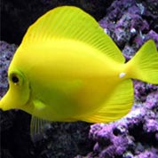 手机号轰炸服务